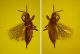 Fossil Thrip (Thysanoptera) In Baltic Amber - Rare! #150731-1